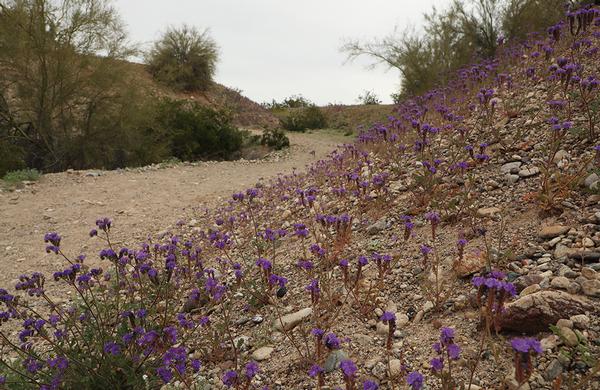 Wildflowers: Scorpion Weed flowers on rocky Sonoran Desert hillside