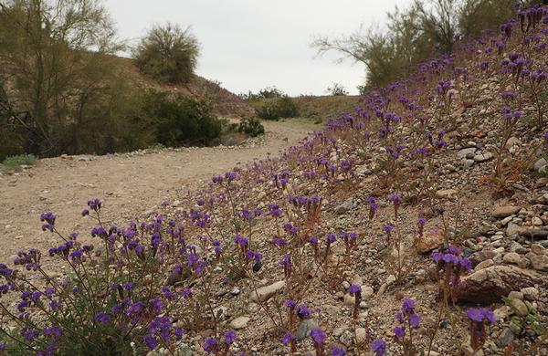 Desert Plants: Scorpion Weed flowers on rocky Sonoran Desert hillside