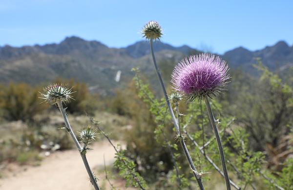 Wildflowers: Close up photo of New Mexico Thistle along a desert trail