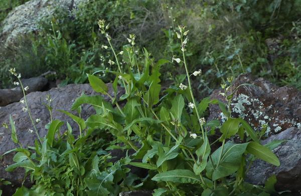 Desert Plants: White Lyreleaf Jewelflower blooms in sandy Arizona wash