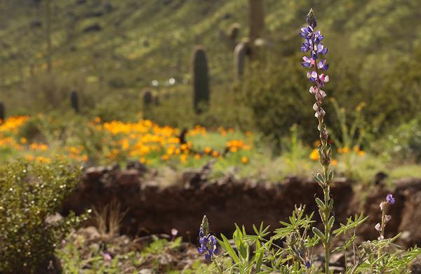 Wildflowers: Coulter's Lupine blooms amid poppys at Picacho Peak State Park