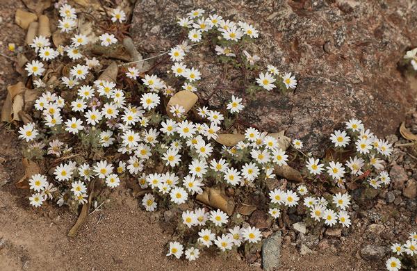 Desert Plants: A mat of Desertstar Daisy flowers in sandy desert wash