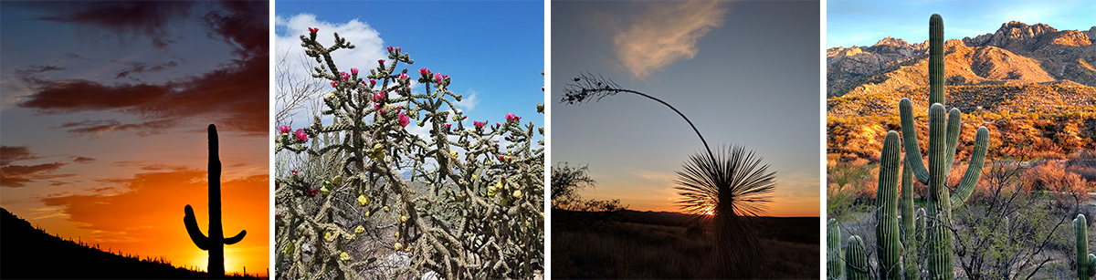 A four image collage with examples of Southern Arizona Road Trip scenery like saguaros, mountains, and sunsets. 