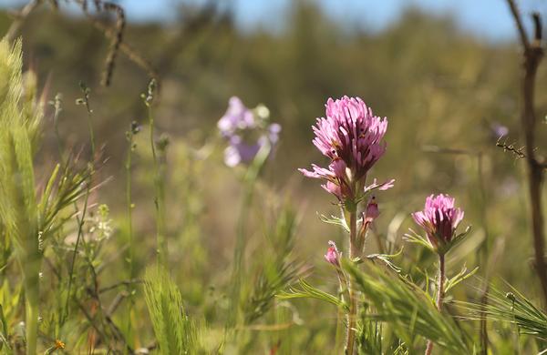 Desert Plants: Close up photo of Purple Owl