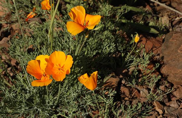 Desert Plants: CLose up photo of California Poppy blooms at Picacho Peak State Park