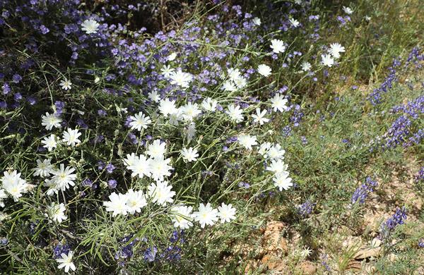 Wildflowers: Small white Desert Chicory blooms in Arizona wash
