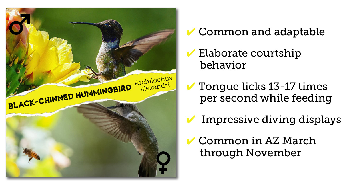 Black-chinned hummingbird identification Arizona