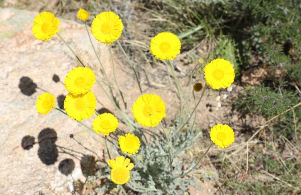 Wildflowers: Round, yellow Desert Marigold blooms at Roper Lake State Park.