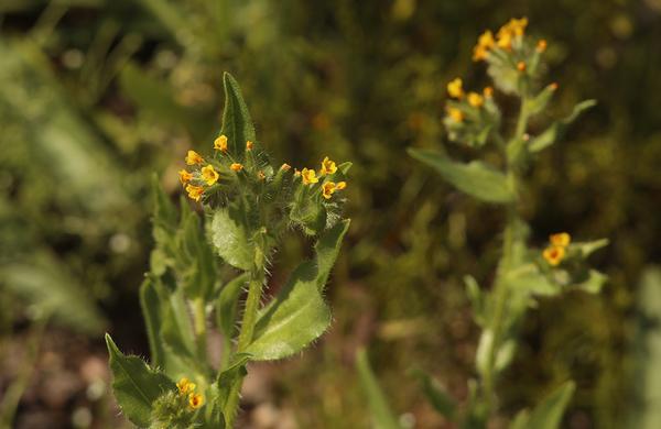 Desert Plants: Small and yellow Fiddleneck flowers on rocky desert hillside