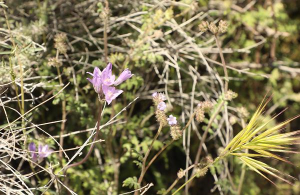 Wildflowers: Bluedick Flower purple bloom on desert floor
