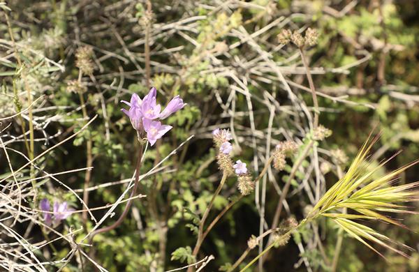 Winter Blooming Desert Flower in Garden