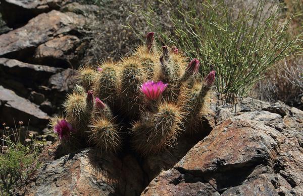 Desert Plants: Southern Arizona Hedgehog Cactus with pink flowers