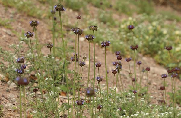 Desert Plants: Low elevation Desert Chia blooms on desert hillside