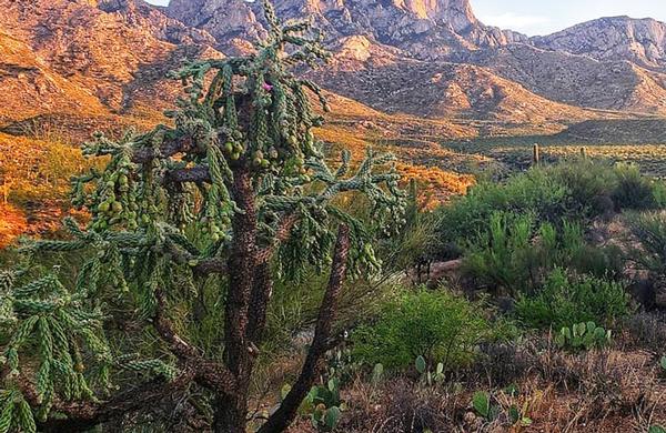 Desert Plants: Chain Fruit Cholla at Catalina State Park 