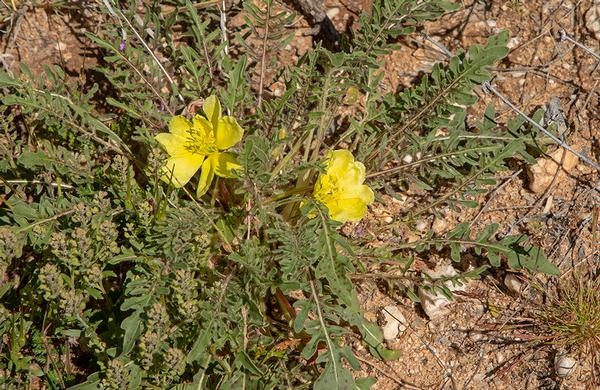 Wildflowers: Yellow Desert Primrose blooms in desert wash