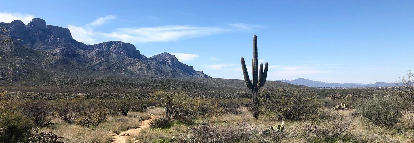 An image of Catalina State Park, with saguaro in the foreground