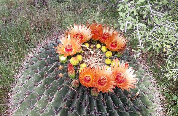 Desert Plants: Barrel Cactus with orange late summer blossoms