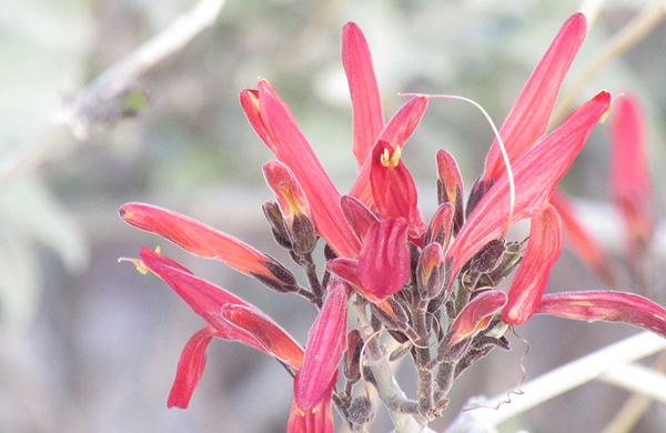 Desert Plants: Red Chuparosa blooms at Lost Dutchman State Park