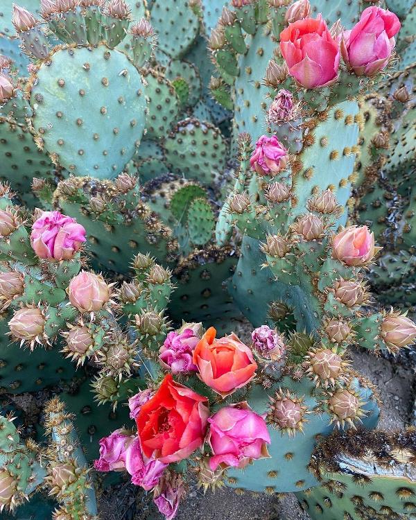 Pink and red blooms on a prickly pear cactus