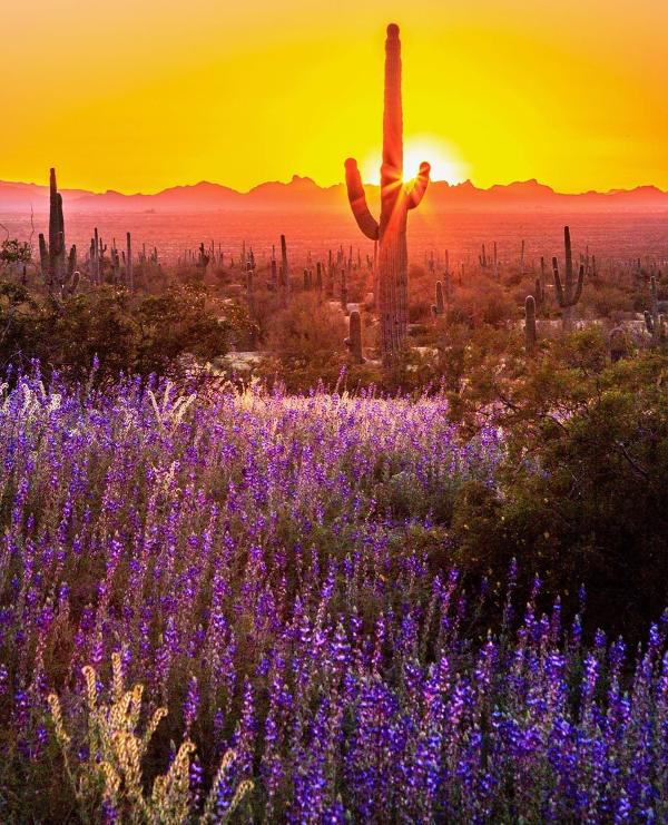 Bright orange sun sets behind a saguaro, with purple lupines blooming and pink colored mountains in the background