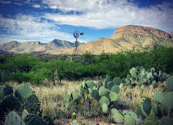 A windmill in the distance with prickly pear cactus in the foreground and mountains in the back at Kartchner Caverns State Park
