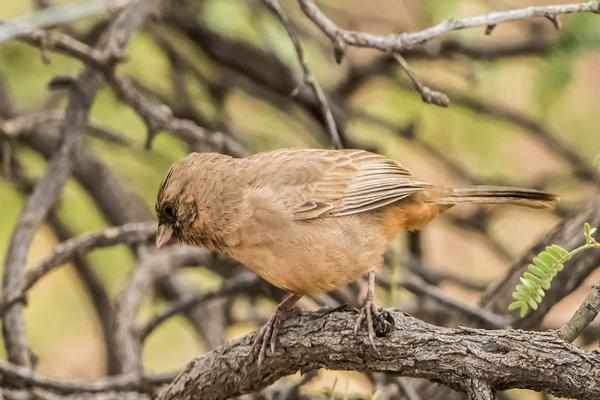 Birds of Arizona: Abert's Tohwee