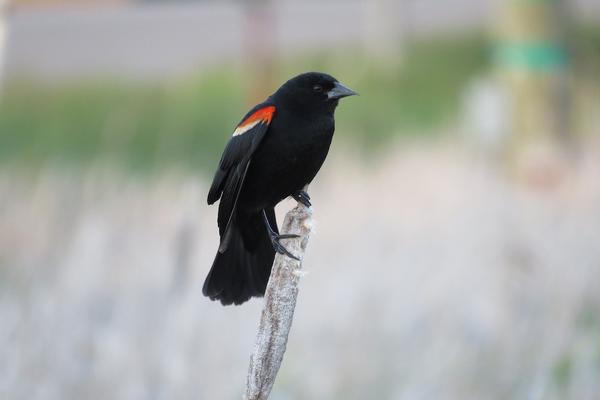 Birds of Arizona: Red-Winged Blackbird