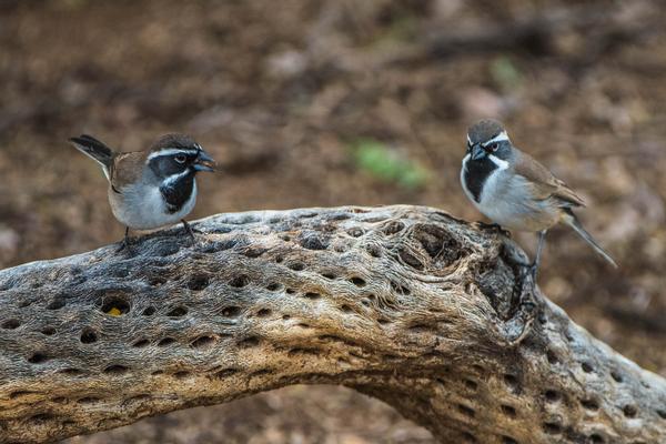 Birds of Arizona: Black Throated Sparrow