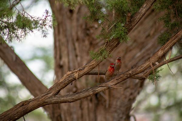 Birds of Arizona: House Finch