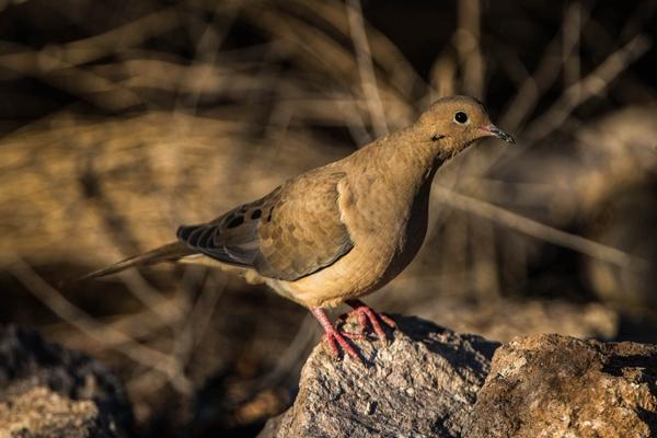 Birds of Arizona: Mourning Dove