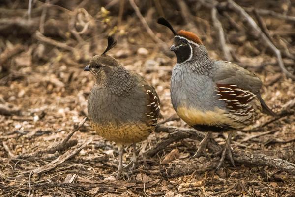Birds of Arizona: Gambel's Quail