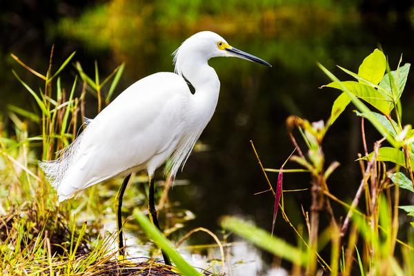 Birds of Arizona: Snowy Egret