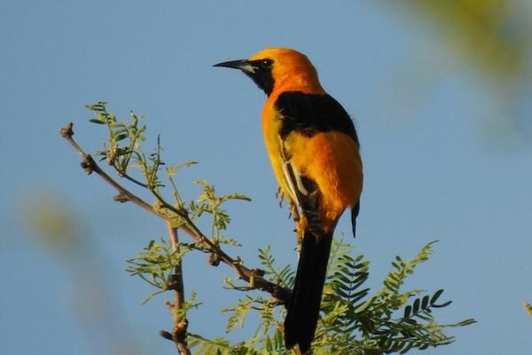 Discover 11 Beautiful Yellow and Black Birds - AZ Animals