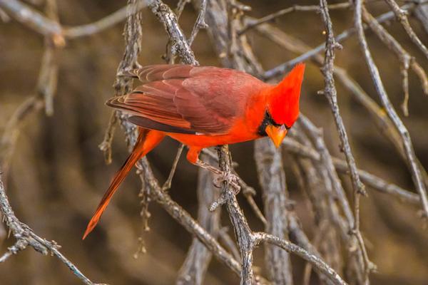 Birds of Arizona: Cardinal