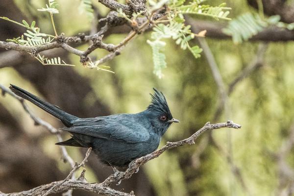 Birds of Arizona: Phainopepla