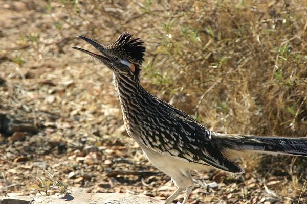 Birds of Arizona: Greater Roadrunner
