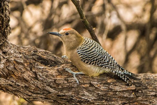 Birds of Arizona: Gila Woodpecker