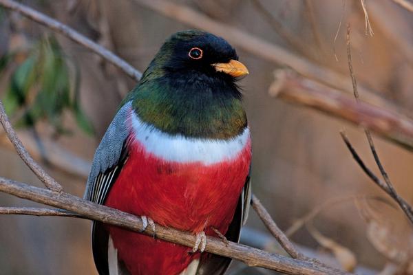 Birds of Arizona: Elegant Trogon