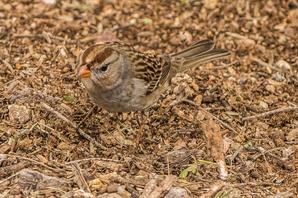 Birds of Arizona and where to find them! | Arizona State Parks