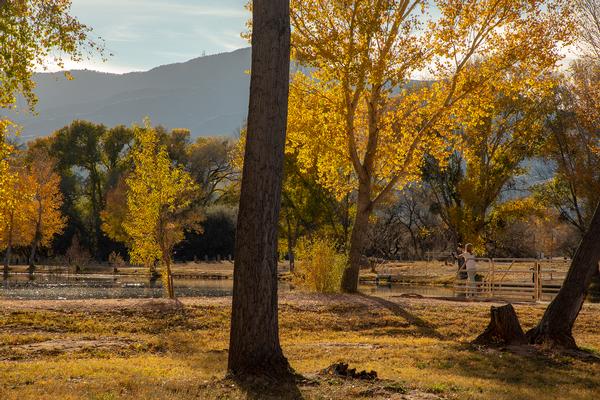 Cottonwood, AZ. Dead Horse Ranch State Park
