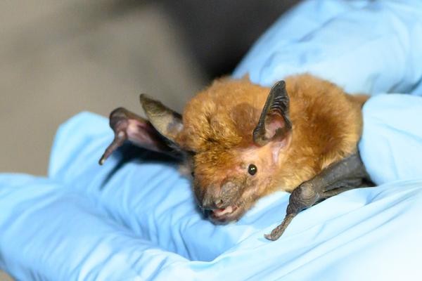 Cave Myotis Bat held in gloved hands for a medical exam at Kartchner Caverns