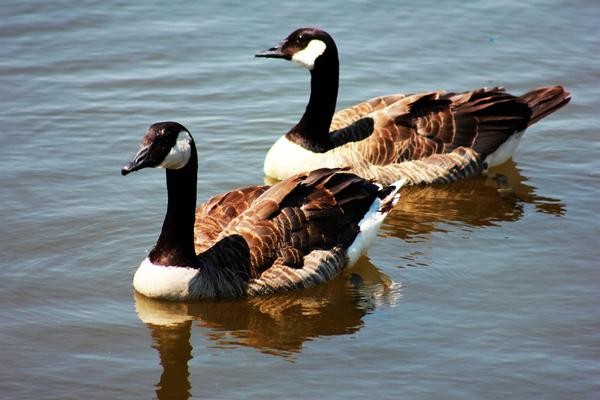 Lyman Lake Wildlife Viewing- Canadian Geese