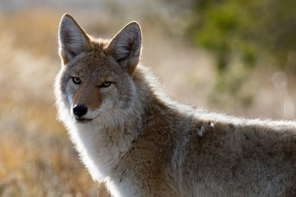 Lyman Lake Wildlife Viewing- Coyote