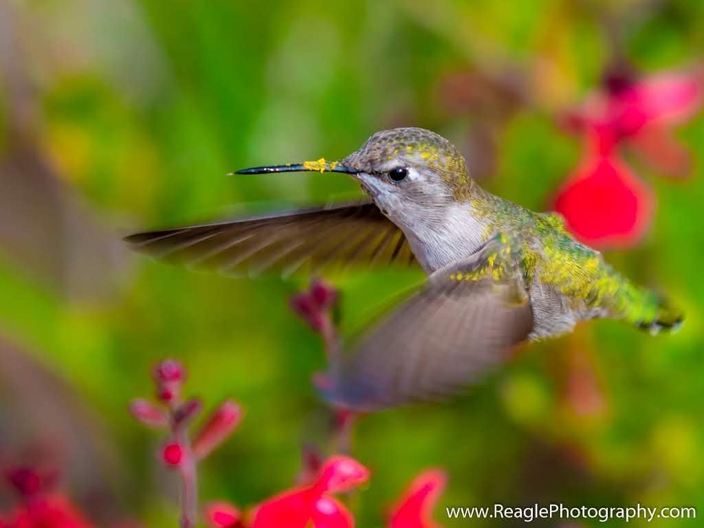A hummingbird covered with yellow pollen on its beak and feathers. Bright pink flowers and green foliage are unfocused in the background.