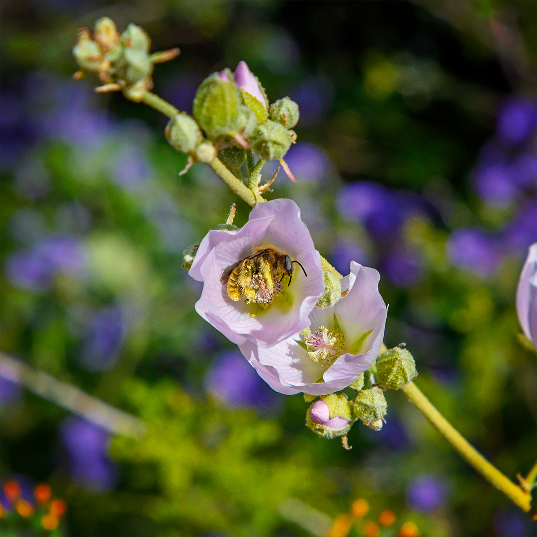 A bee in the cup of a lavender colored globemallow flower, its hairs covered with pollen.