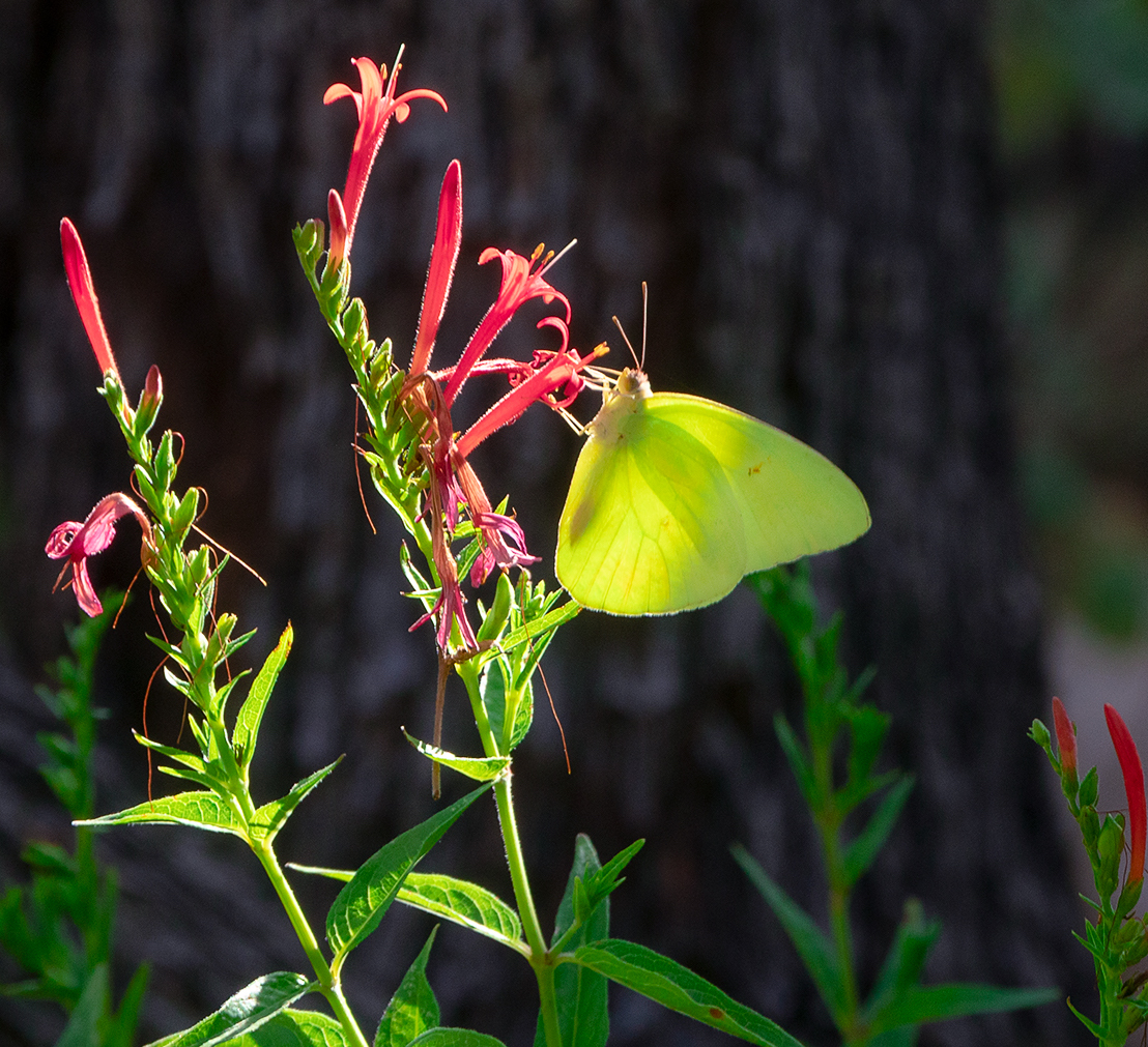 A yellow sulphur butterfly collects nectar from a red Firecracker Penstemon flower.
