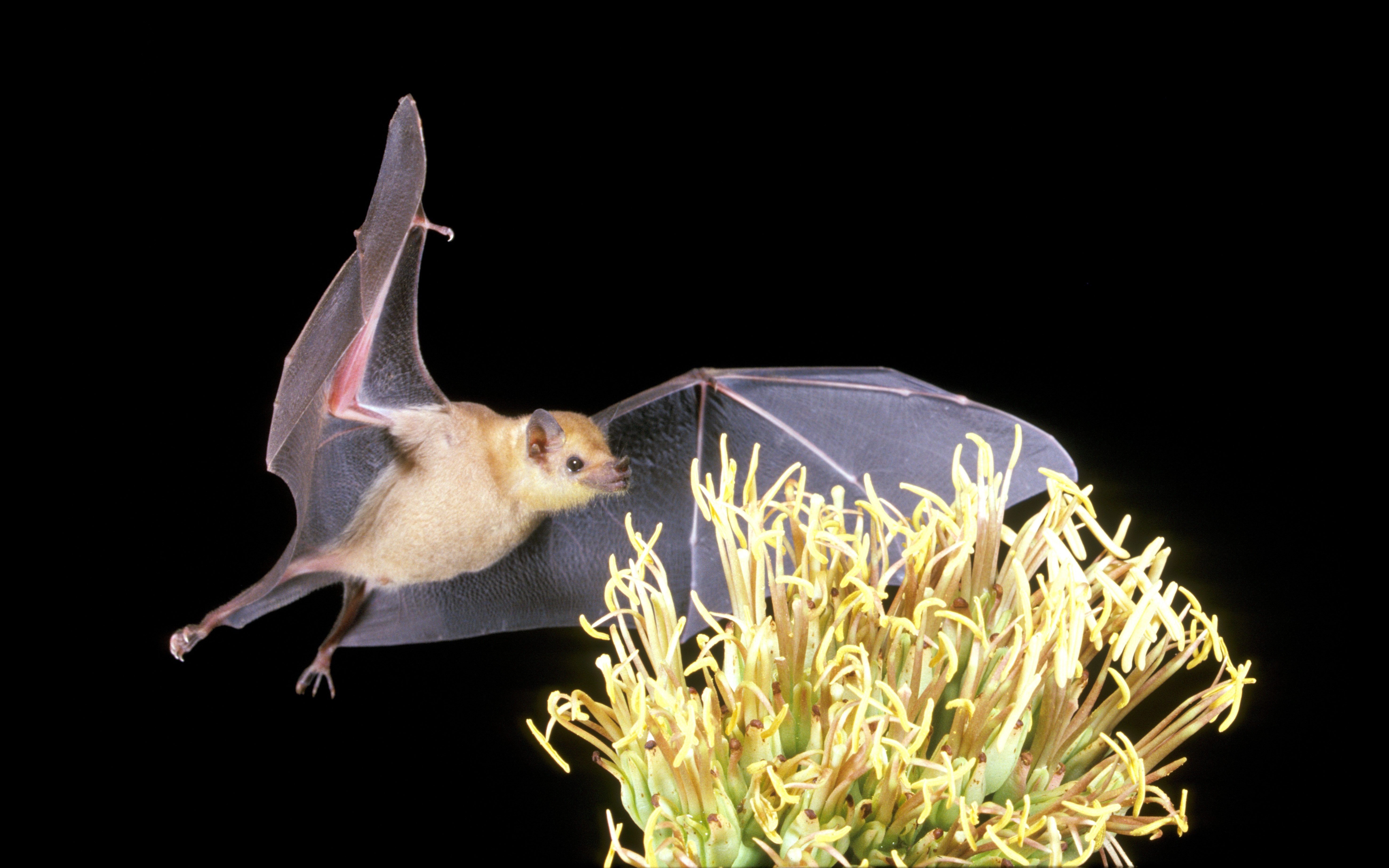 A Lesser Long-nosed bat with dark brown wings and a light tan, fuzzy boddy flying near a pollen-laden flower with many yellow stamen.