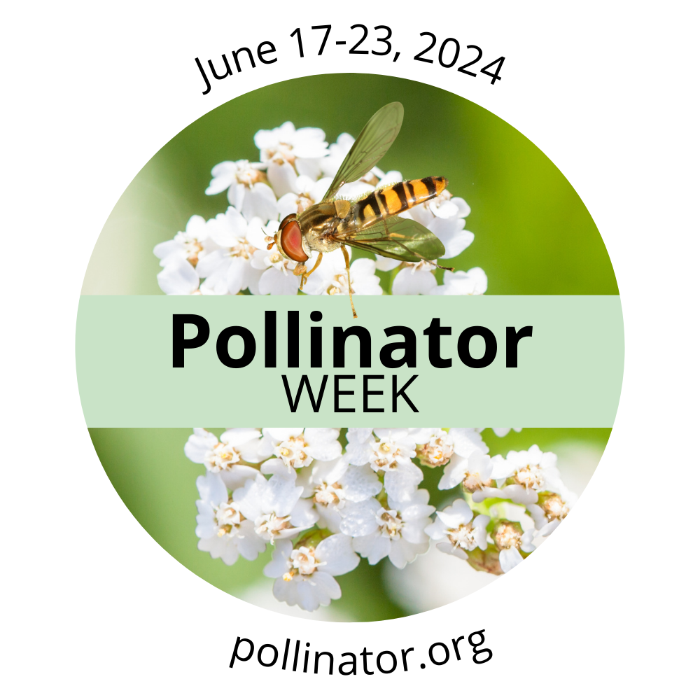 The logo for Pollinator Week on June 17-23, 2024 which depicts white flowers with a bee on them collecting pollen.
