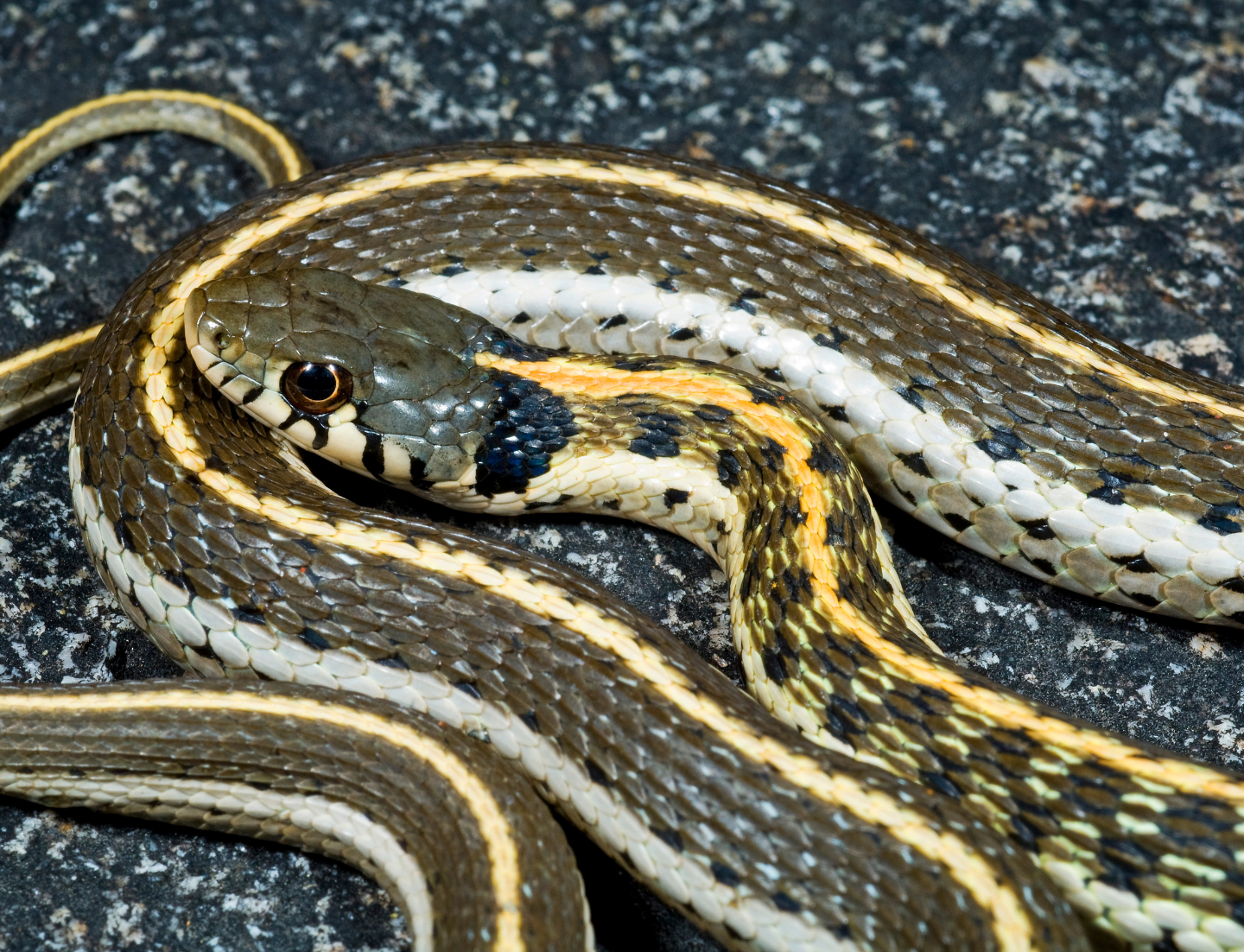 A black-necked garter snake which is slender with a yellow-colored stripe on the top and light-colored sides of an otherwise olive-green body