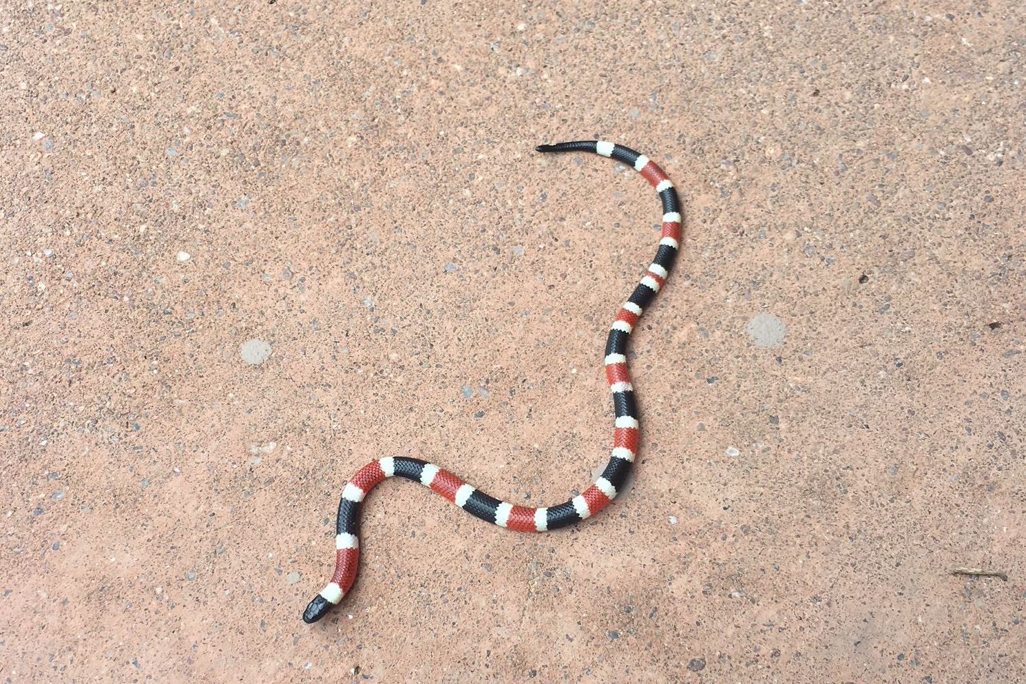 A coral snake with bands of red, white and black on the ground